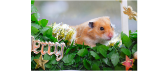 Jakie zioła możemy podawać chomikowi?