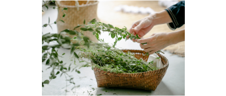 Jakie przyprawy i zioła dla psa? Czy wszystkie są dla niego bezpieczne?