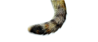 Jak rozpoznać złamany ogon u kota?