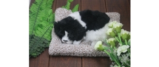 Jakie są rośliny trujące dla psa? Sprawdź na jakie kwiaty i rośliny musisz uważać!