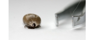 Źle wyrwany kleszcz – co jeśli podczas wyrywania zostaną resztki kleszcza?