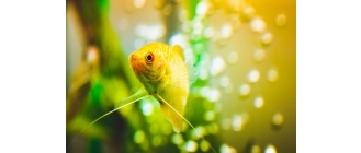 Gurami złote (Gurami gold) – najważniejsze informacje o gatunku