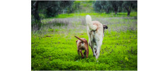 Zmarł najstarszy pies na świecie. Poznaj historię Bobiego