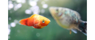 Zmienniak plamisty (platka) - poradnik akwarystyczny