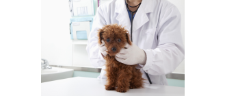 Żółtaczka u psa - rokowania, leczenie, objawy