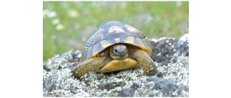 Żółw grecki (Testudo graeca) - najważniejsze informacje o gatunku
