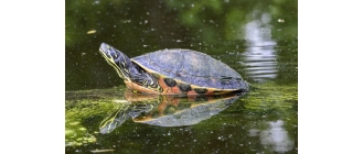 Jak dbać o żółwia wodnego? Gatunki, żywienie i terrarium dla żółwia