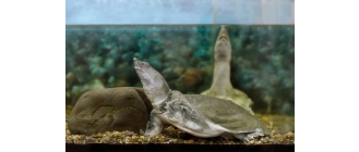 Żółwiak chiński - charakterystyka gatunku