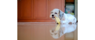 Dlaczego warto dawać psu żwacze wołowe?