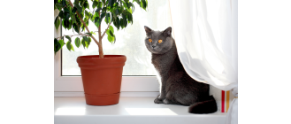 Żywienie kota brytyjskiego - co warto wiedzieć?