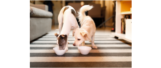 Żywienie psów karmami mokrymi