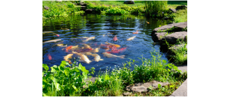 Czym należy karmić ryby w stawie i oczku wodnym?