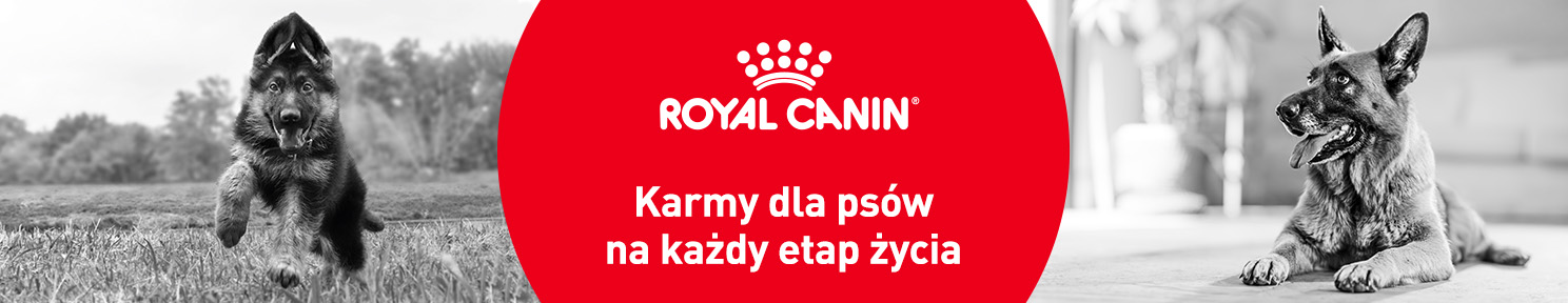 Karma dla psa seniora