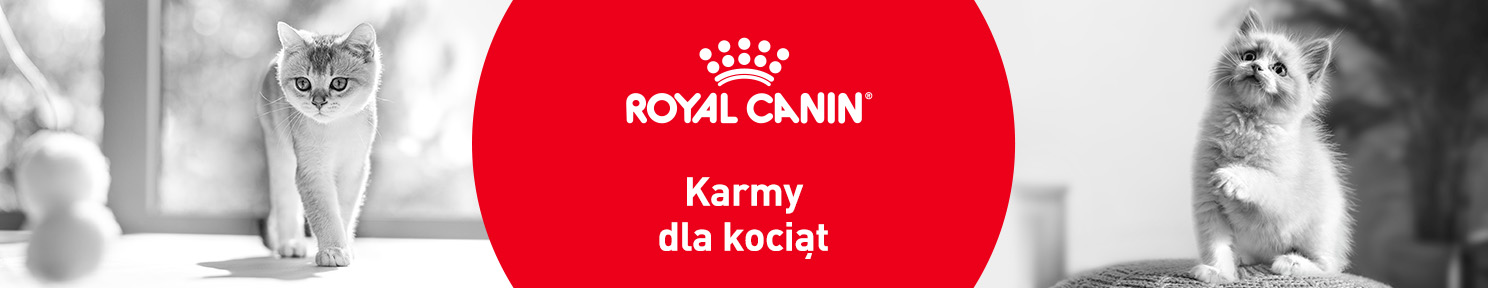 Karma dla kociąt