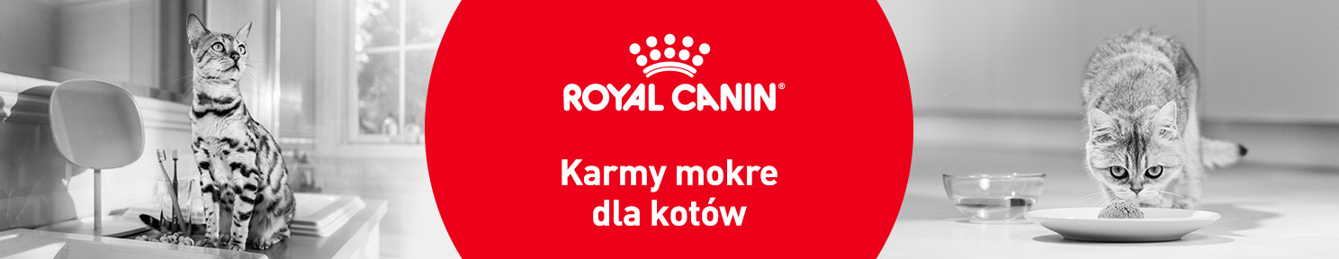 Karma mokra dla kota