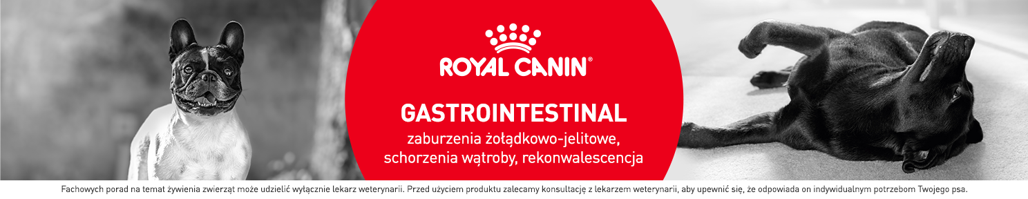 Karma gastro dla psa