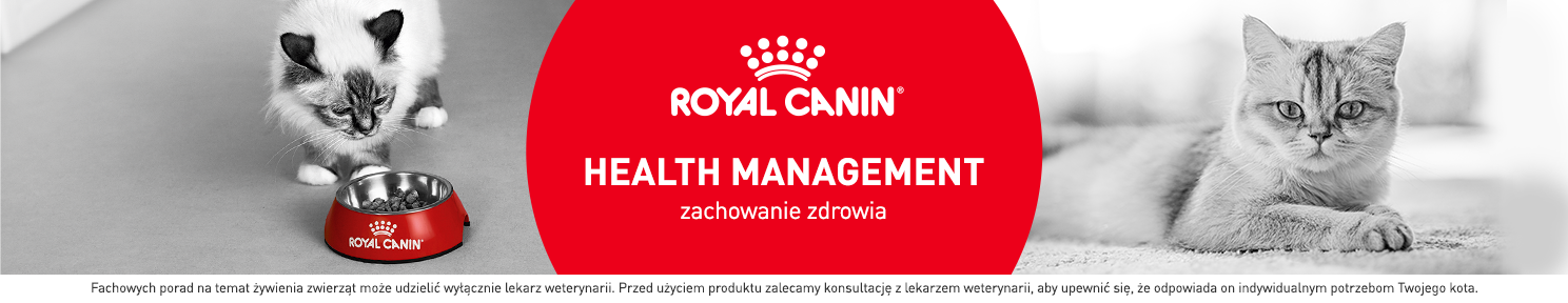 Karma dla kota na problemy z zębami