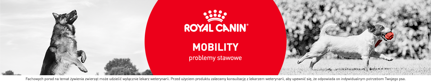 Karma dla psa na stawy