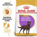 ROYAL CANIN Labrador retriever adult sterilised 12 kg sucha karma dla psów rasy labrador retriever powyżej 15 miesiąca życia po zabiegu sterylizacji