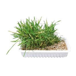 TRIXIE Trawa dla kota w pojemniku 130 g