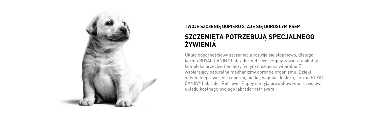 ROYAL CANIN Labrador Retriever Puppy Junior karma sucha dla szczeniąt do 15 miesiąca, rasy labrador retriever