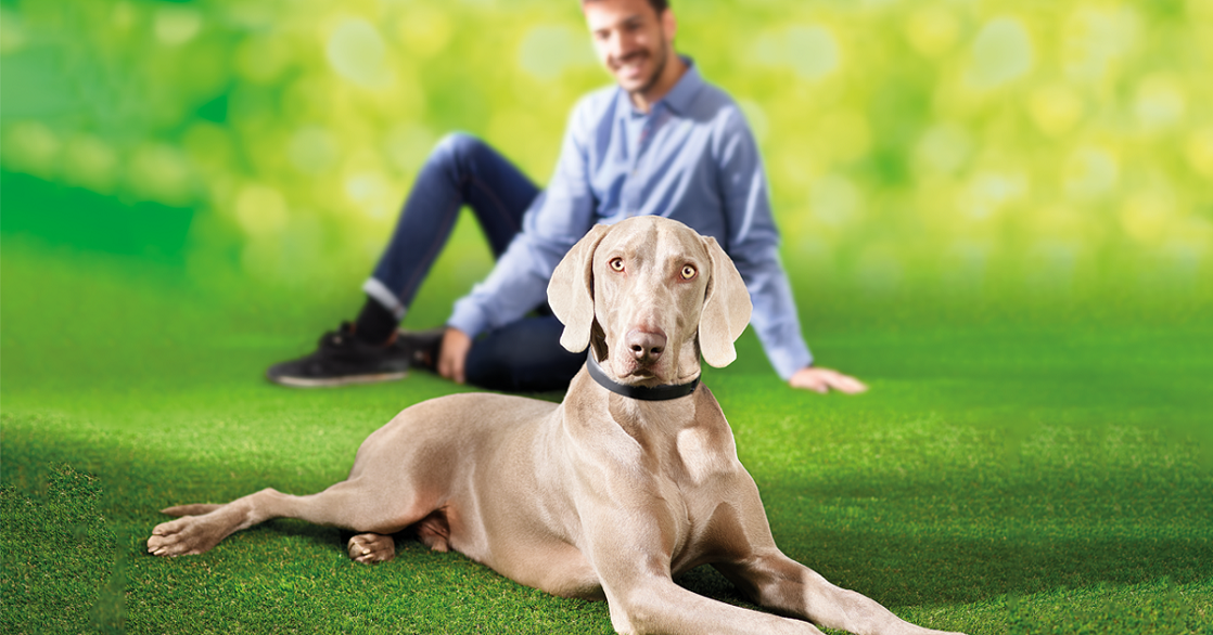 ADAPTIL Obroża uspokajająca dla psa S-M (45 cm)