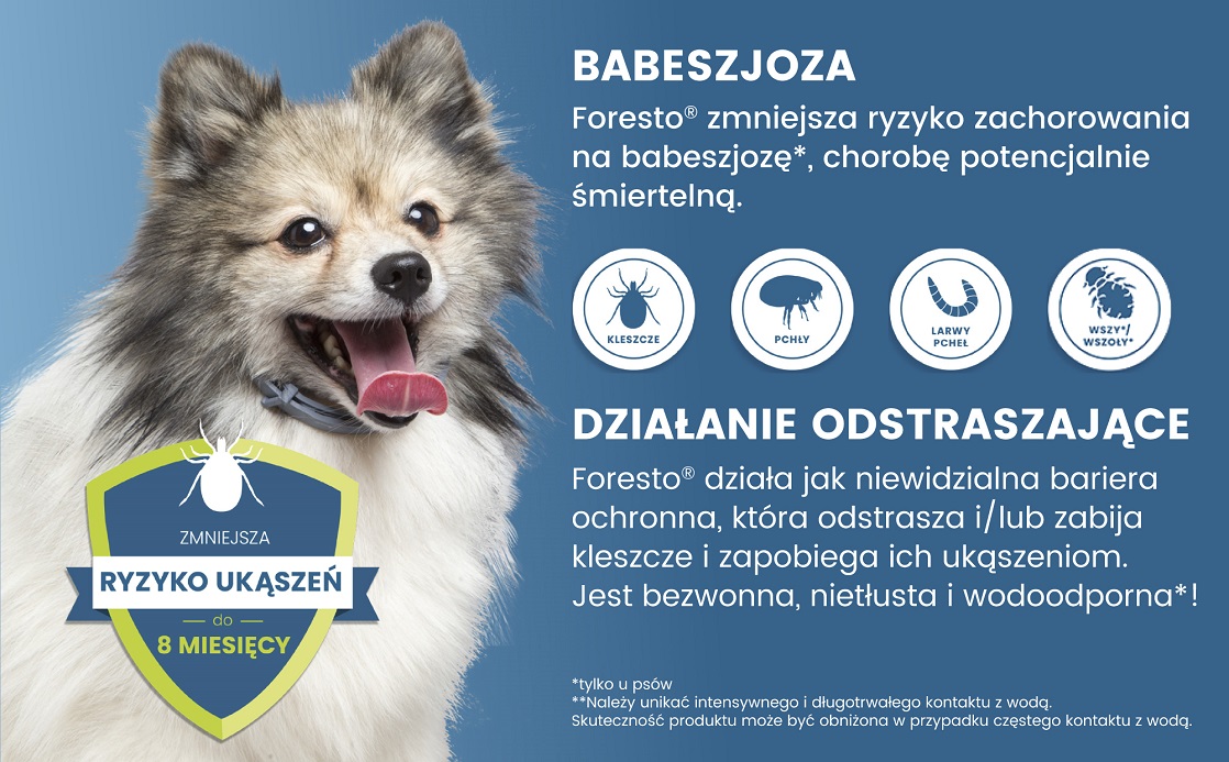 BAYER FORESTO Obroża dla kota i psa przeciw kleszczom i pchłom poniżej 8 kg