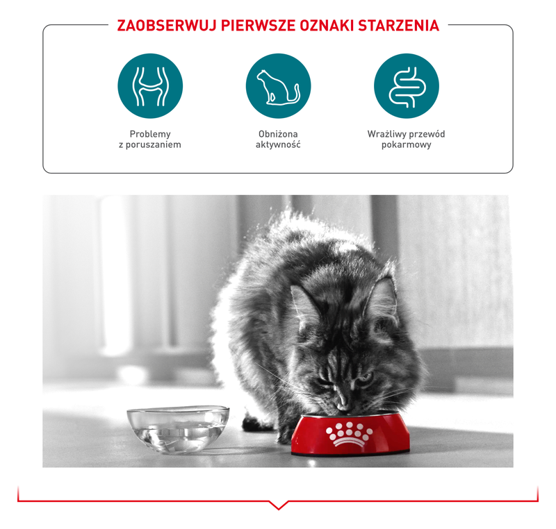 ROYAL CANIN Ageing 11+ Jelly 12x85 g kawałki w galaretce dla kotów dojrzałych po 11 roku życia