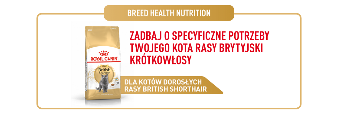 ROYAL CANIN British Shorthair karma sucha dla kotów dorosłych rasy brytyjski krótkowłosy 10 kg