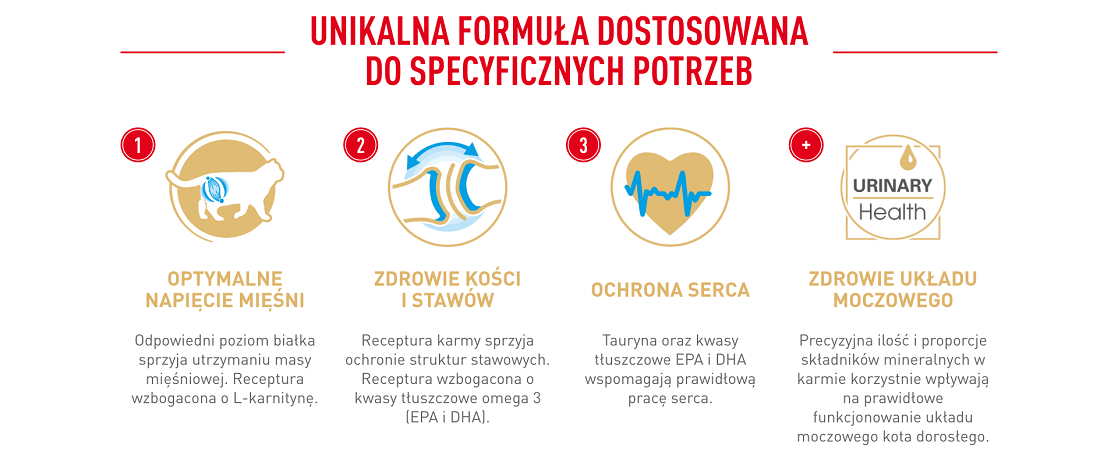 ROYAL CANIN British Shorthair karma sucha dla kotów dorosłych rasy brytyjski krótkowłosy 10 kg