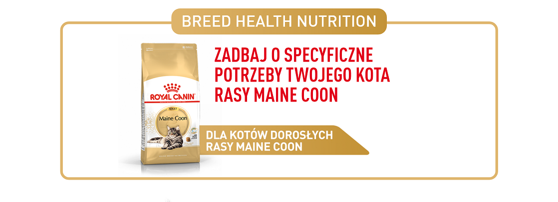 ROYAL CANIN Maine Coon Adult karma sucha dla kotów dorosłych rasy maine coon