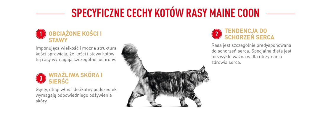 ROYAL CANIN Maine Coon Adult karma sucha dla kotów dorosłych rasy maine coon