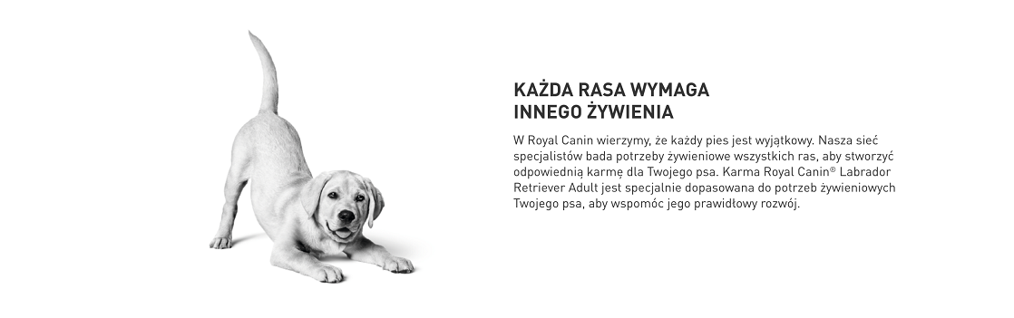ROYAL CANIN Labrador retriever adult 12 kg karma sucha dla psów dorosłych do 5. roku życia, rasy labrador retriever