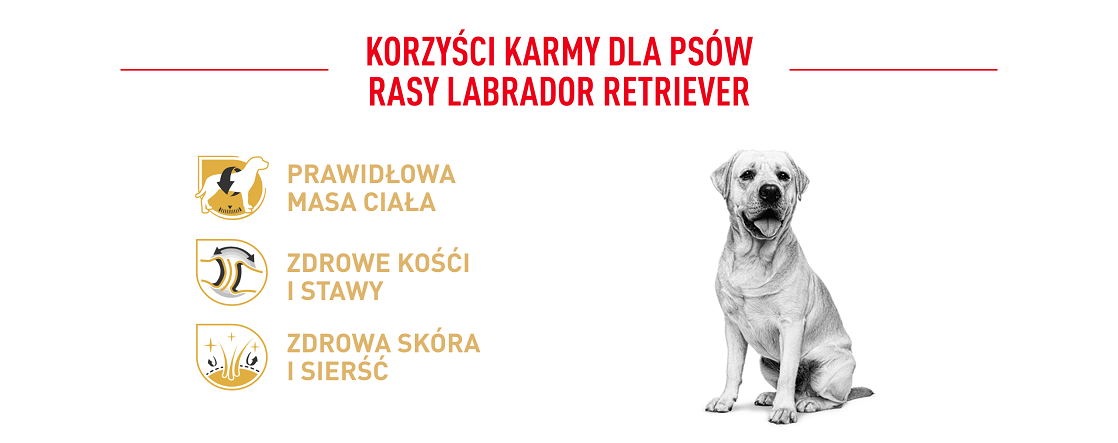 ROYAL CANIN Labrador retriever adult 12 kg karma sucha dla psów dorosłych do 5. roku życia, rasy labrador retriever