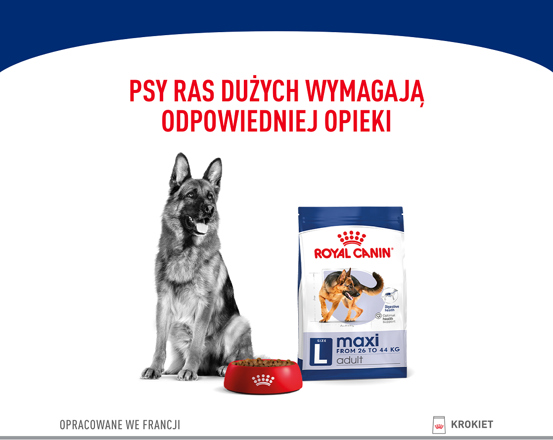 ROYAL CANIN Maxi Adult 10kg karma sucha dla psów dorosłych, do 5 roku życia, ras dużych