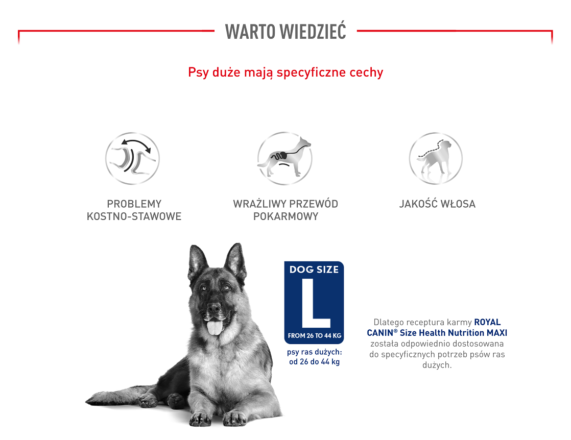 ROYAL CANIN Maxi Adult 10kg karma sucha dla psów dorosłych, do 5 roku życia, ras dużych
