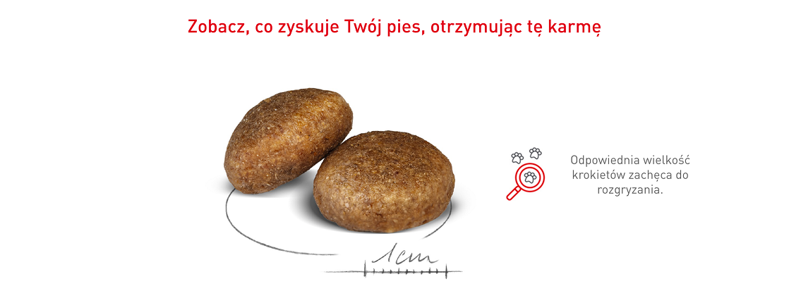 ROYAL CANIN Maxi Adult 10kg karma sucha dla psów dorosłych, do 5 roku życia, ras dużych