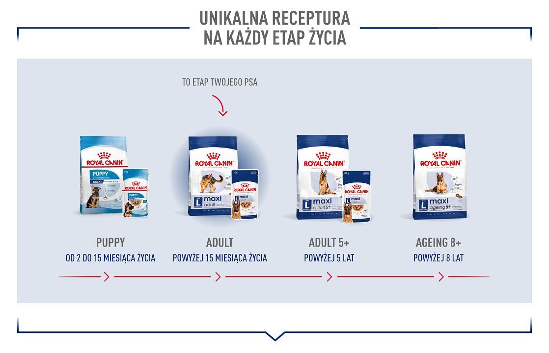 ROYAL CANIN Maxi Adult 10kg karma sucha dla psów dorosłych, do 5 roku życia, ras dużych