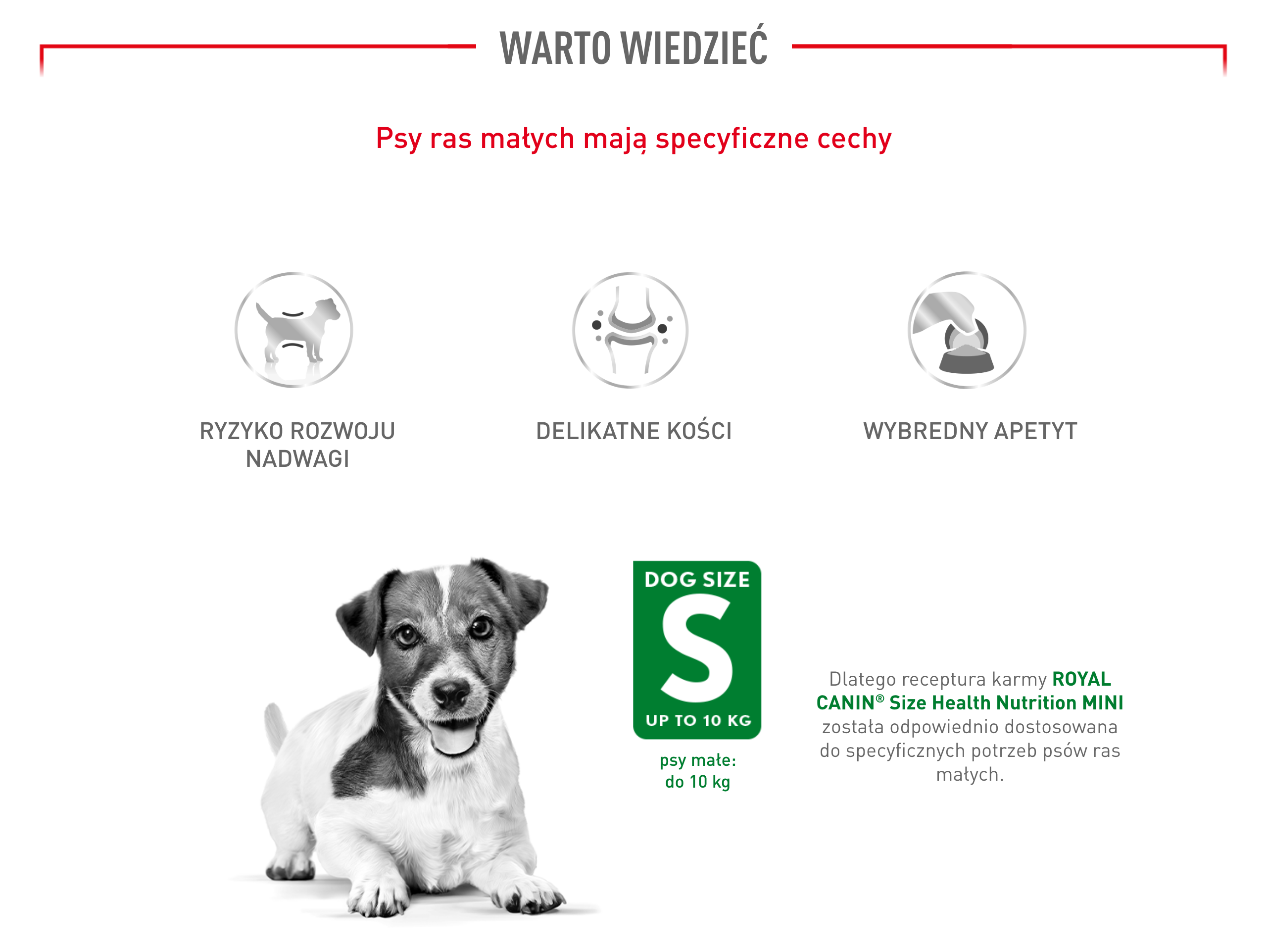 ROYAL CANIN Mini Adult 195 g pasztet