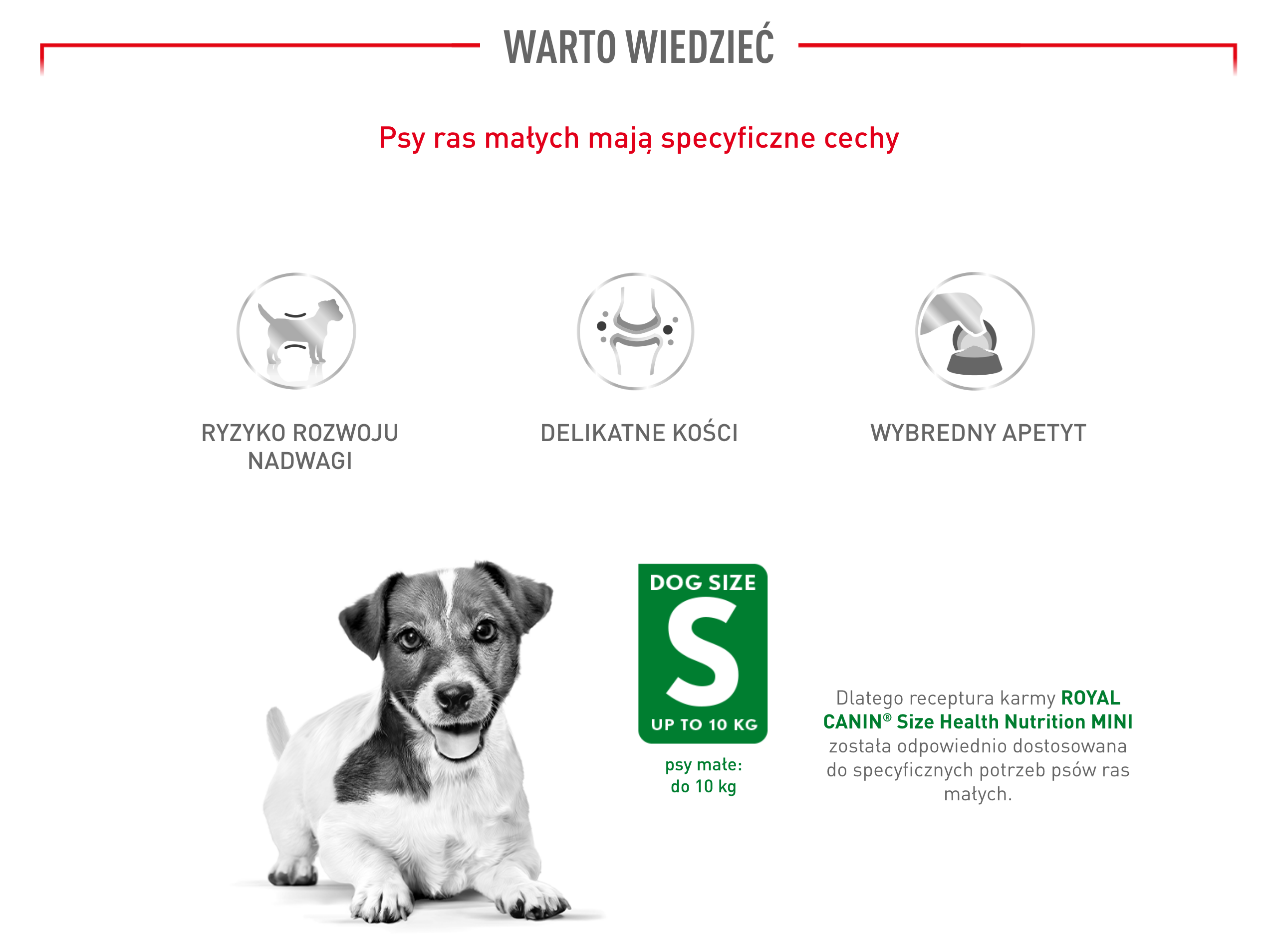 ROYAL CANIN Mini Age 8+