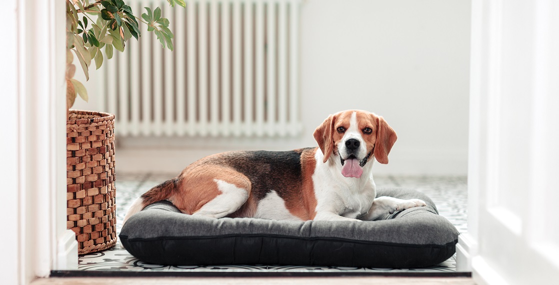 Ponton legowisko dla psa