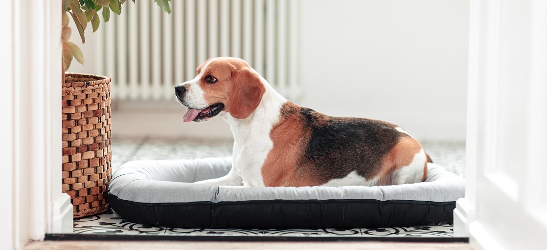 Ponton Sky legowisko dla psa