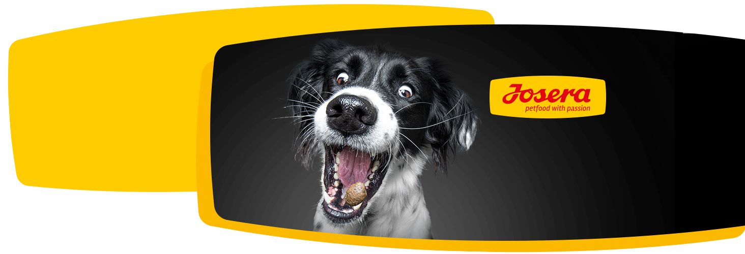 Dobry skład karmy - szczęśliwe zwierzę