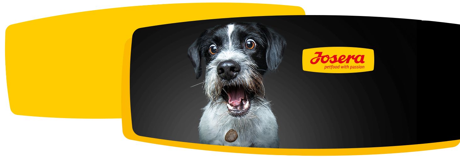 Dobry skład karmy - szczęśliwe zwierzę