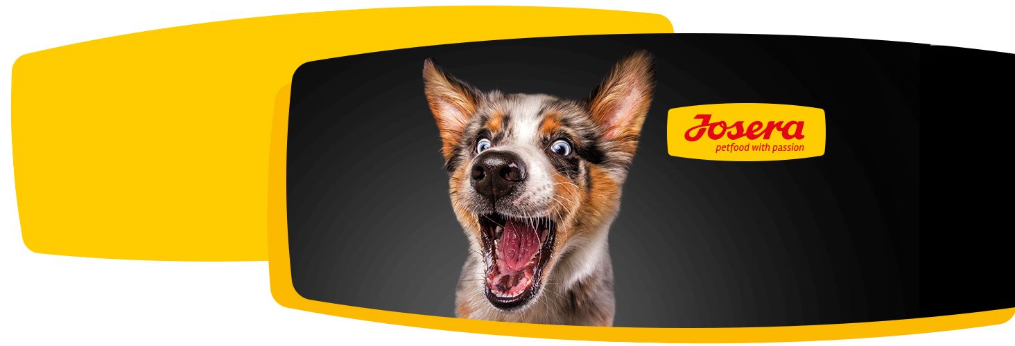 Dobry skład karmy - szczęśliwe zwierzę