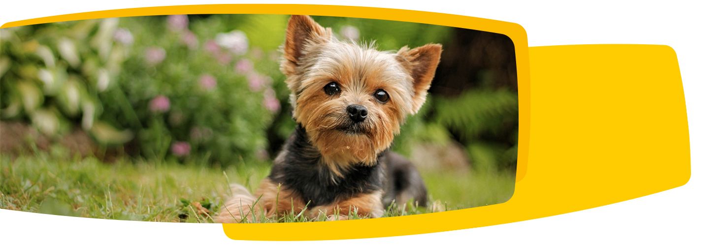 Josera - film produktowy Josera - film produktowy