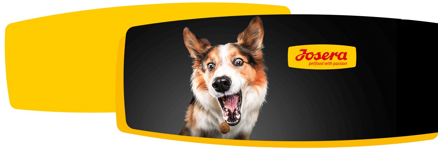 Dobry skład karmy - szczęśliwe zwierzę