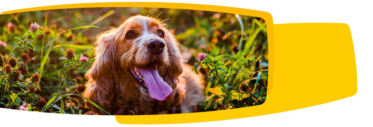 Josera - film produktowy