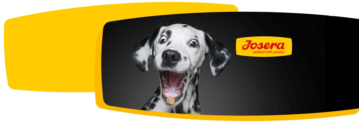 Dobry skład karmy - szczęśliwe zwierzę