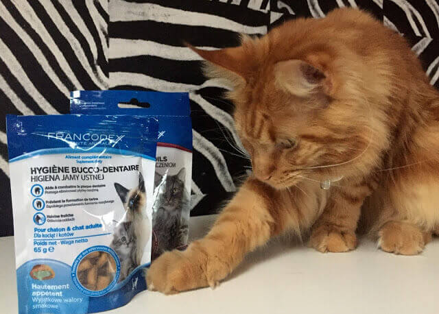 Testuje dla nas Apolonia Mainecoon - recenzja przysmaków FRANCODEX